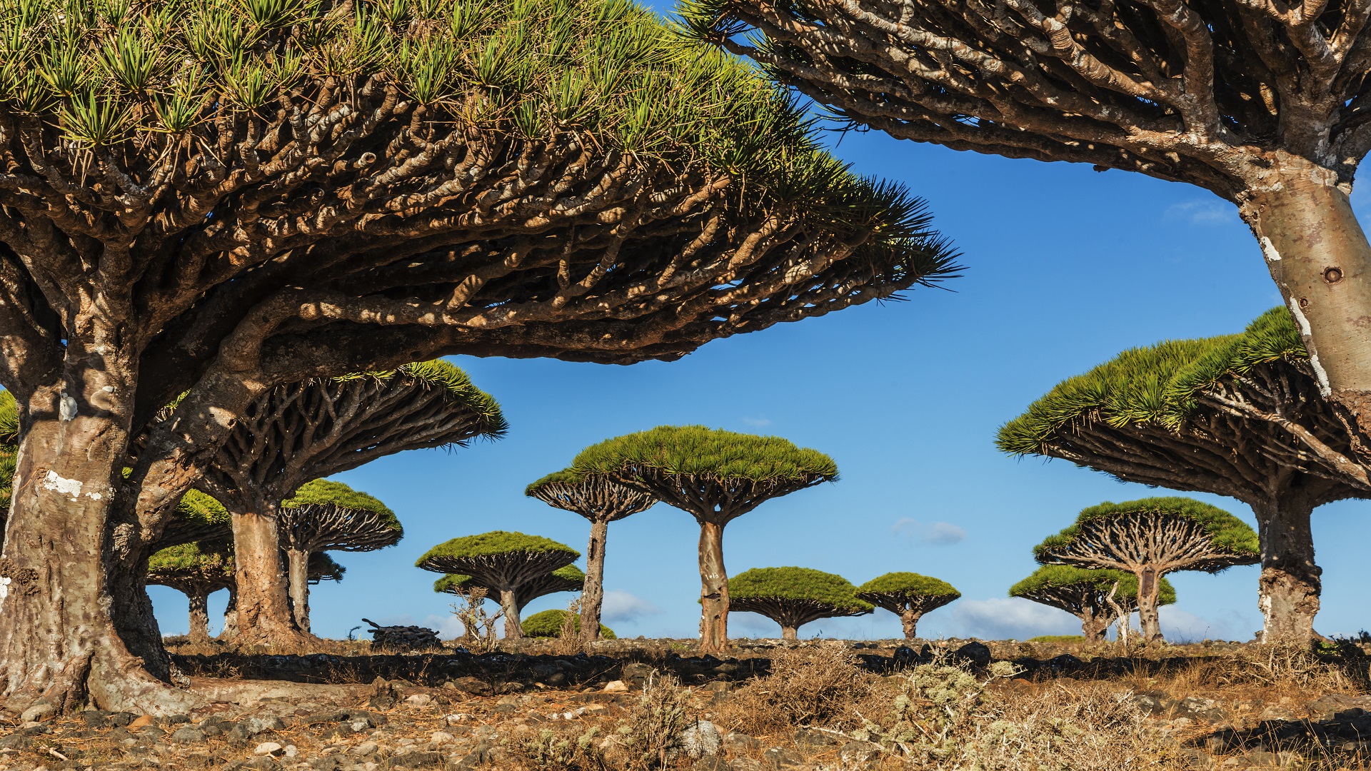 Socotra Archipelago